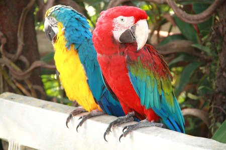 Two macaw birds