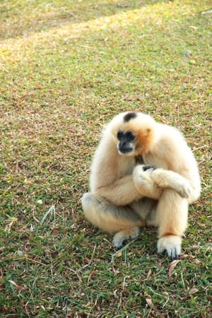 Gibbon on the groundの写真素材