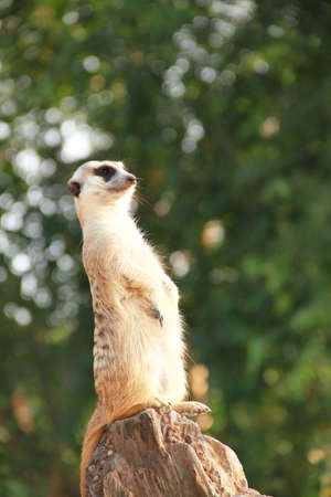 Meerkat,Suricateの写真素材