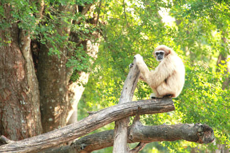  Gibbon sitting on tree branch の写真素材