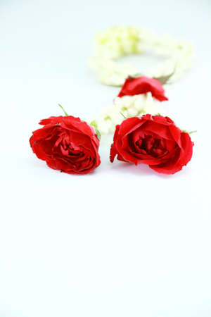 Red roseの写真素材