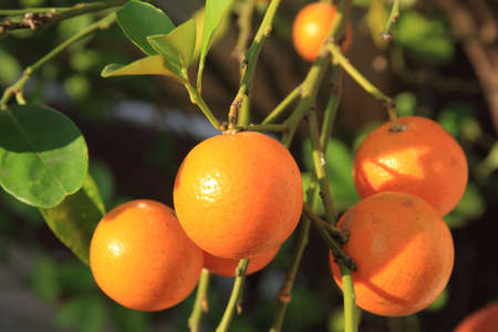 Orangeの写真素材