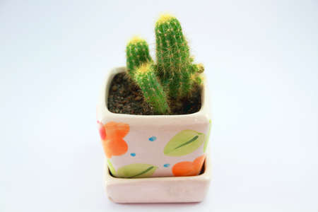 Cactus の写真素材