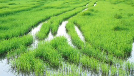 Verdant riceの写真素材