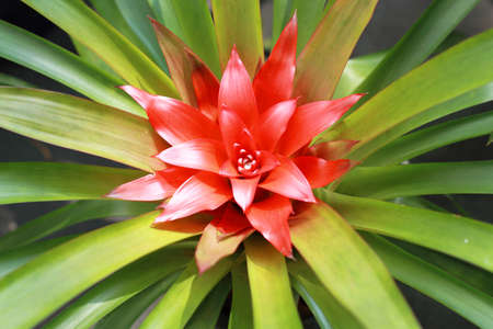 Aechmea fasciataの写真素材