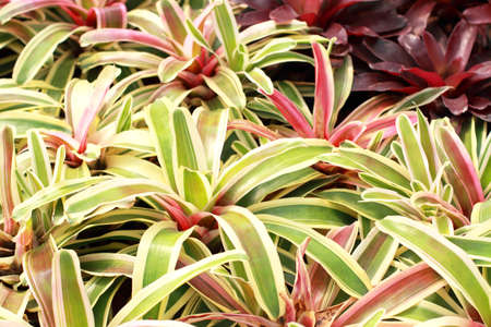 Aechmea fasciataの写真素材