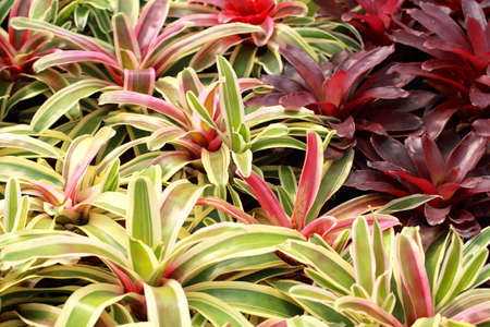 Aechmea fasciataの写真素材