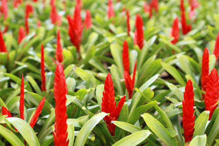 Aechmea fasciataの写真素材