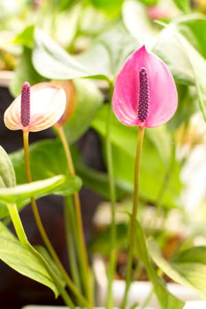 Flower of Anthuriumの写真素材