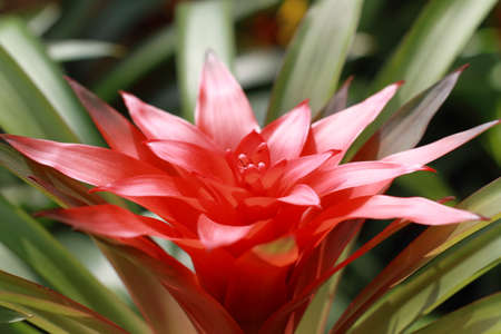 Bromeliads flowerの写真素材
