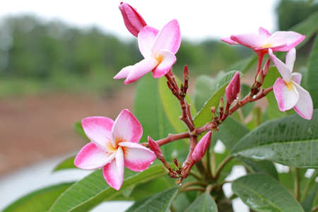 Plumeria flowerの写真素材
