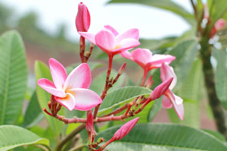 Plumeria flowerの写真素材