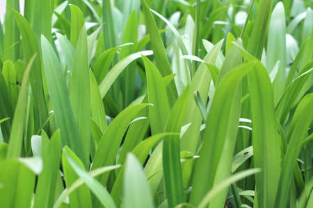 Green leavesの写真素材