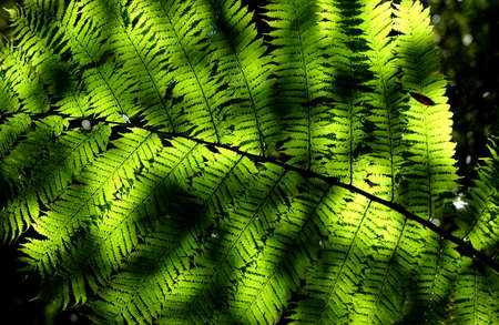 Exotic plant, New Caledoniaの写真素材