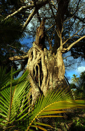 New Caledonia