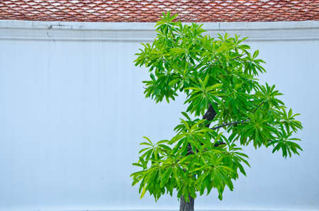 Tree beside the wall Making sense of isolation