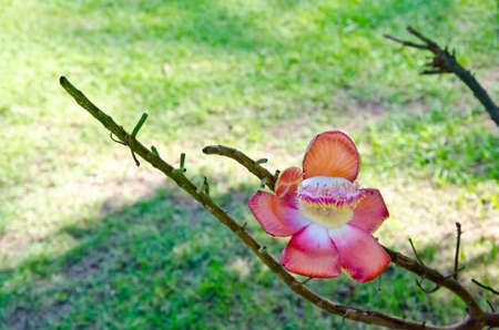 Sala or Cannon Ball, Cannon Ball Tree, Sal Tree, Sal of India, Couroupita guianensis Aubl. The plant...
