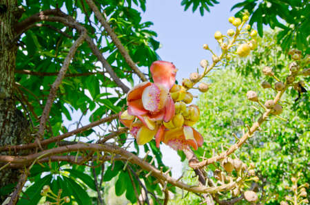 Sala or Cannon Ball, Cannon Ball Tree, Sal Tree, Sal of India, Couroupita guianensis Aubl. The plant...