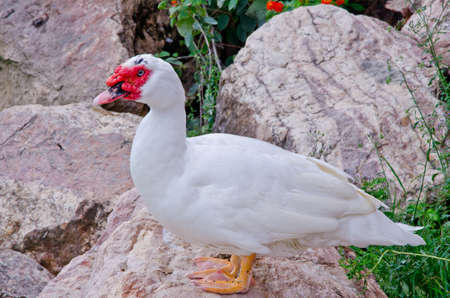 White duck standing on a rockの写真素材