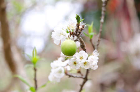 green plumの写真素材