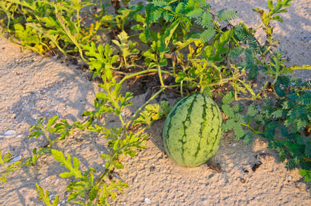 Watermelon growing on the beach in fine clear weather .の写真素材