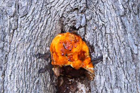 Orange mushrooms close upの写真素材