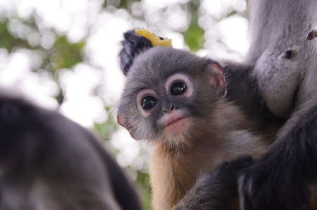 Baby Dusky Langur.