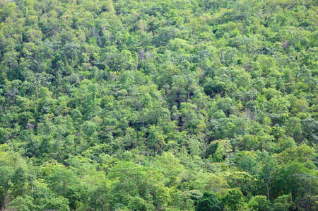 The View of green forrest on mountainsideの写真素材