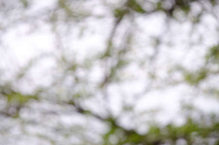 Abstract Blur Bokeh of green tree background