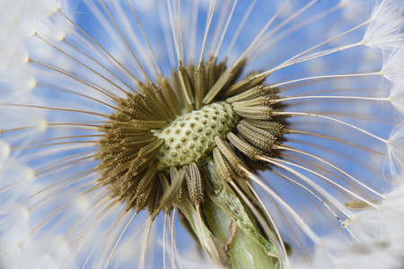 Closeup of dandelion on blue backgroundの写真素材