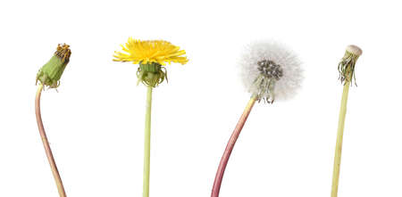 Four stage of a dandelion isolated on white backgroundの写真素材