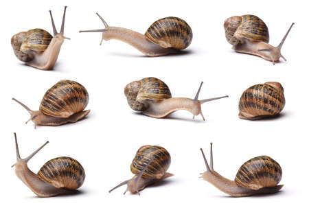 Collection of snails isolated on white backgroundの写真素材