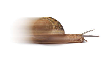 Speed snail isolated on white backgroundの写真素材