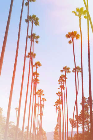 Palm trees with vintageの写真素材