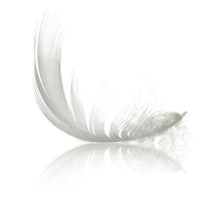 White swan feather with reflection. Isolated on white backgroundの写真素材
