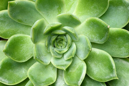 Close-up green succulent plant Echeveria. Floral backgroundの写真素材