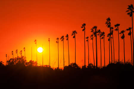 Palm trees against beautiful sunset in Los Angeles, Californiaの写真素材
