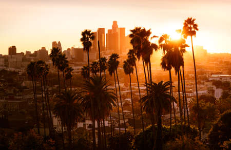 Beautiful sunset through the palm trees, Los Angeles, California.の写真素材