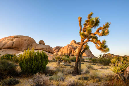 Joshua Tree National Park, Mojave Desert, Californiaの写真素材