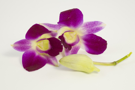 orchids,thai orchids,on white backgroundの写真素材