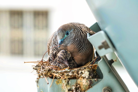 Nesting Mourning Dove bird with squabの写真素材