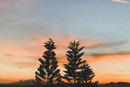 Silhouette of pine tree at sunset in the forest with mountain and beautiful view cloud scape background and big shining sun on dramatic sky.の写真素材
