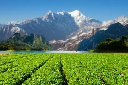 Beautiful nature landscape of green organic tea plantation under blue sky with snow mountain and lake background.の写真素材