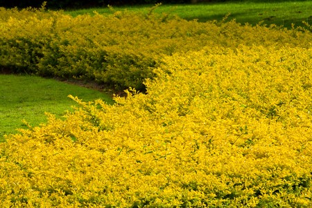 gardenの写真素材