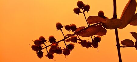 autumnの写真素材