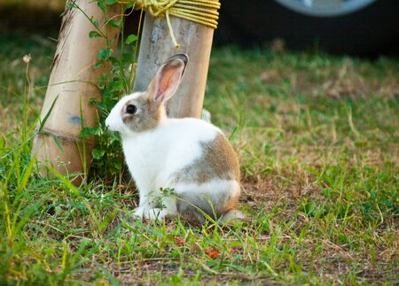 bunnyの写真素材