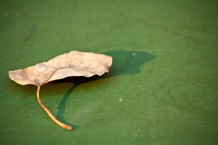 autumnの写真素材