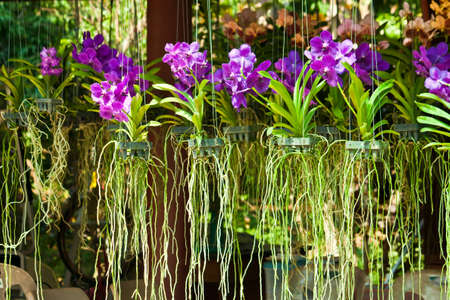  floraの写真素材