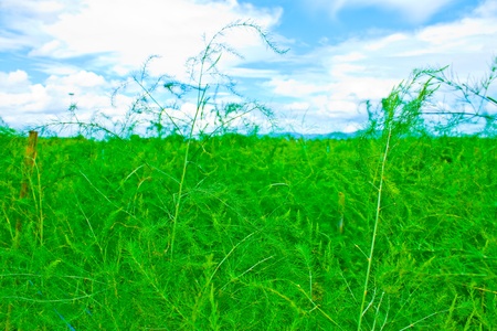 greenの写真素材