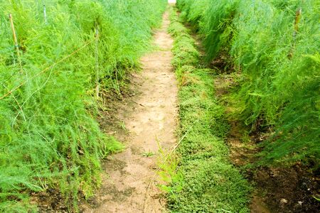 agricultureの写真素材